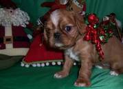 English Toy Spaniel puppies for sale