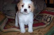 Cavachon Puppies for Sale