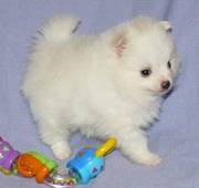 adorable pomeranin puppies for adoption