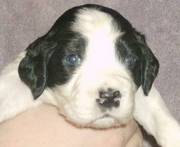 Lovely English Springer Spaniel Puppies For Adoption