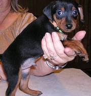 Gorgeous Miniature Pinscher Puppy are here!!!…