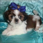 Model Shih Tzu Puppies For Sale