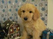 cute and lovely Labradoodle puppies for adoption