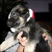 home trained german shepherd puppies for free homes