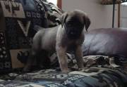 Mastiff Puppies For Sale