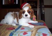 Cavalier king charles spaniel puppies for sale