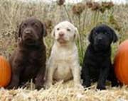 Labrador Retriever Puppies for Sale