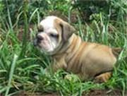 Bulldog Puppies for Sale