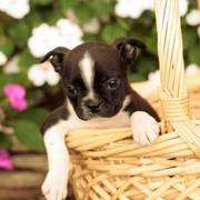 Boston Terrier