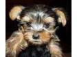 YORKSHIRE TERRIER puppies,  cuddly little bundles of joy, ....