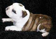 Bulldog puppies