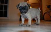 Current vaccinations,  Health guarantee PUG PUPPIES