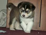 Alaskan Malamute For Adoption