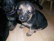 GORGEOUS 4 week old german shepherd puppies.Ready around....