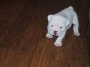 british bulldog puppys