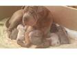 Shar-pei puppies. chunky shar pei pups. kc reg. wormed....