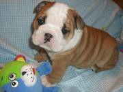 English Bulldog for Rehoming