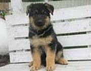 German Shepherd Puppies for Sale