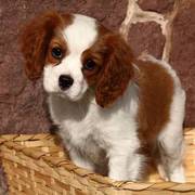 Cavalier King Charles Puppy For Adoption Now