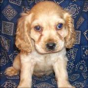 Cute and Loving Cocker Spaniel Puppies for Sale