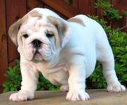 English bulldog puppy for good homes