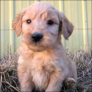 Home Raised Goldendoodles Puppies for Sale