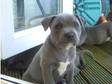 K.C Reg Blue Staffordshire Bull Terrier Pups (£700).....