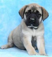 Home Raised Mastiff Puppies for Sale