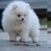 Gorgeous and Beautiful Pomerania Puppies