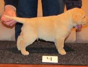 Labrador Retriever puppies for sale