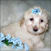 Adorable Maltipoo Puppies for Sale