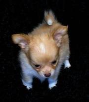 Chihuahua puppy for sale