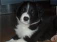 Pedigree KC Registered Border Collie Puppies in torquay,  devon