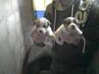 5 jack russel puppies. beatifull healthy puppies lovely....