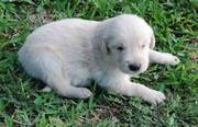 Golden retrievers puppy for good homes