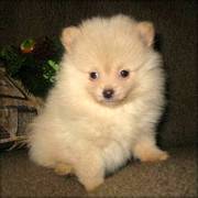 Kc Pomeranian puppy for sale