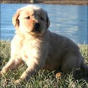 Golden Retriever puppy for sale