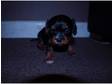 3 cavalier king charles spaniel pups black and tan