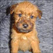 Irish Terrier puppy for sale