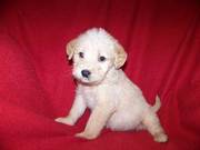 Labradoodle Puppies for Sale