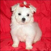 Beautiful Maltese For Good Looking Home