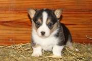 Welsh Corgi puppies for sale