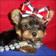 Lovely Yorkshire Terrier Puppies For Homes To Adopt