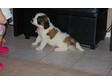 Saint bernard puppies for sale. St Bernard Puppies for....