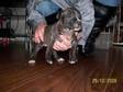 Pups for sale bullmastiff x stafordshire bull terrier....