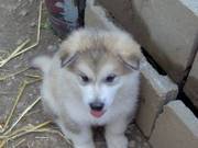 KC Alaskan Malamute Puppies