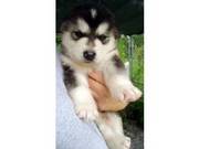 Lovable Alaskan Malamute Puppies