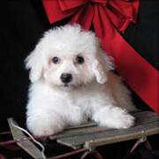 Bichon Frise Puppies To be Rehomed