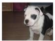 Beautiful english bull dog x staff for sale. I have a....