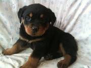 Rottweiler puppies